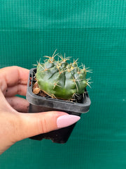 Glymnocalycium