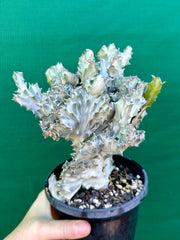 Euphorbia Lactea f. cristata