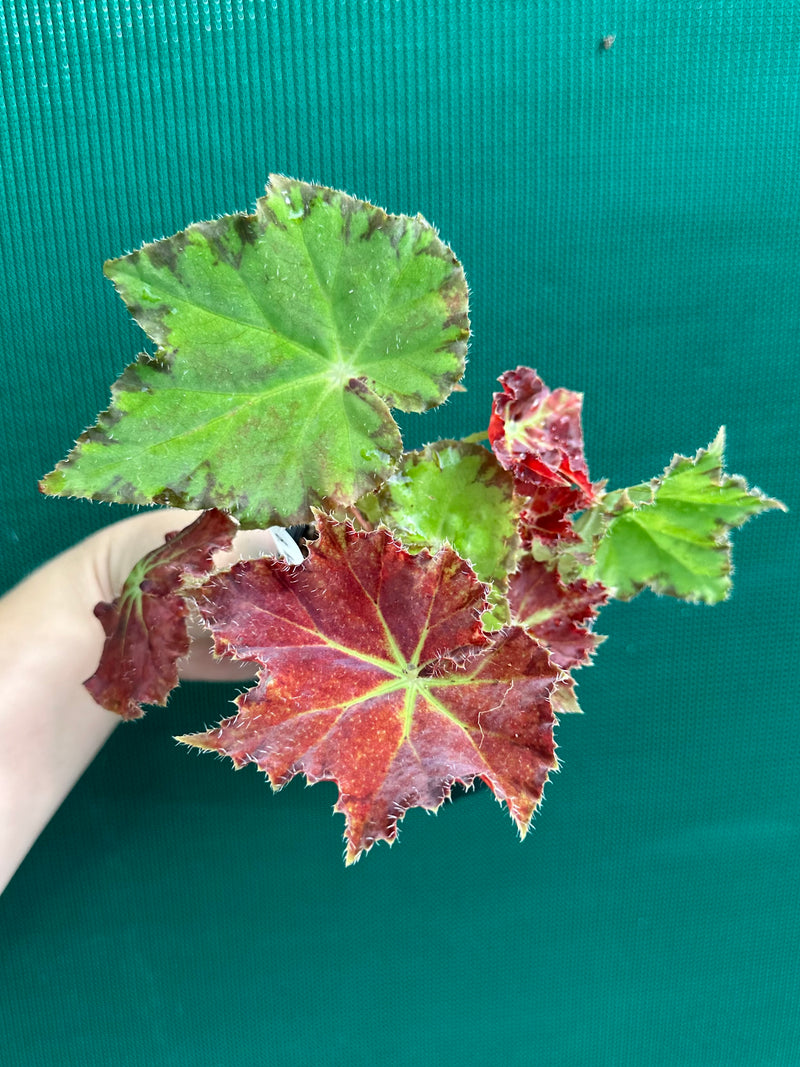 Begonia ‘Rusty Ross’