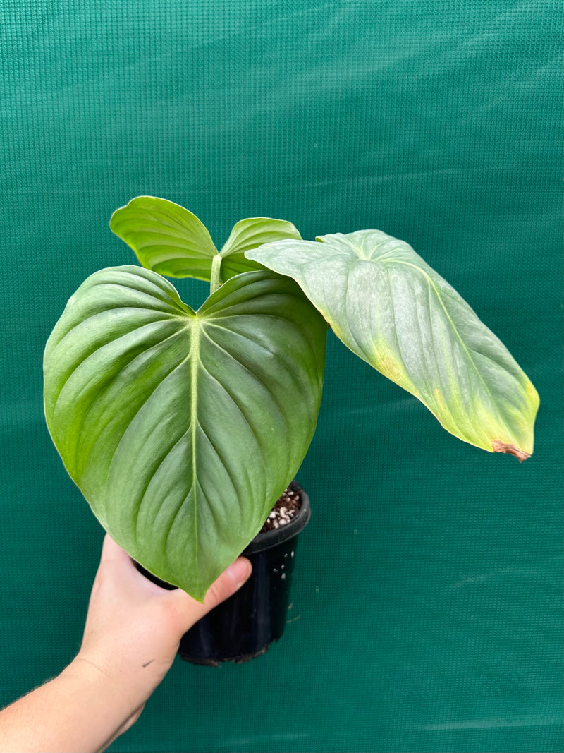 Philodendron ‘Pastazanum x Gloriosum’