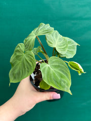 Philodendron Verrucosum