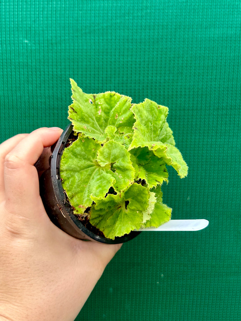 Begonia ‘Xanadu’