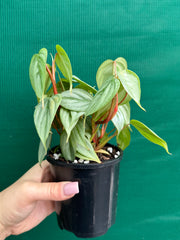 Philodendron sodiroi