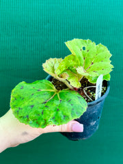 Begonia ‘Wild Oats’