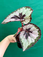 Begonia ‘Lively Ladd’