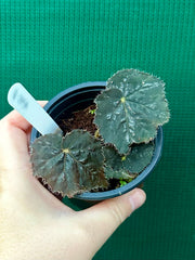 Begonia ‘Shilo’