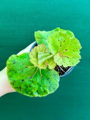 Begonia ‘Wild Oats’