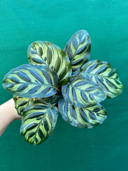 Calathea ‘Makoyana’