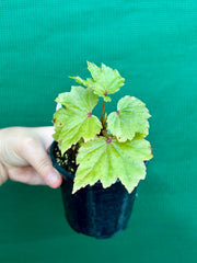 Begonia dipetala x. NEW