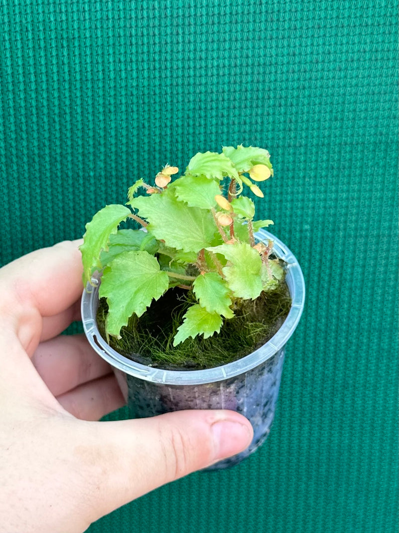 Begonia prismatorcarpa