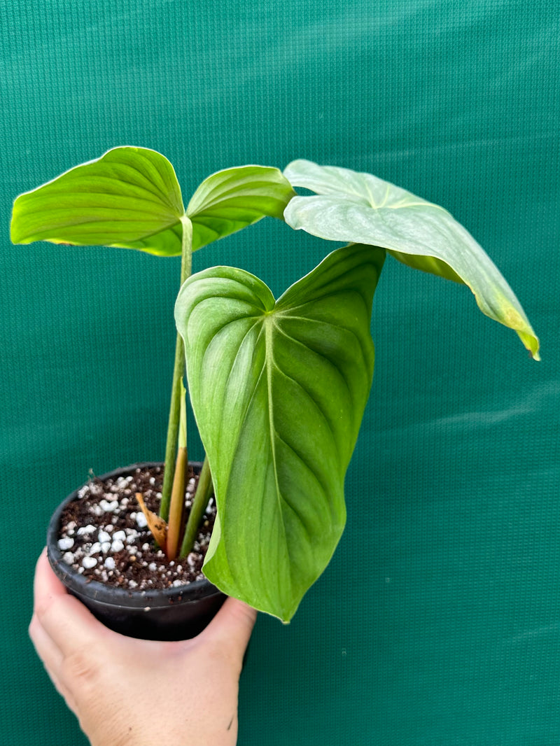 Philodendron ‘Pastazanum x Gloriosum’