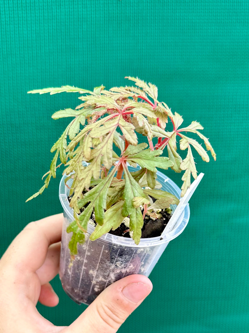 Begonia polilloensis