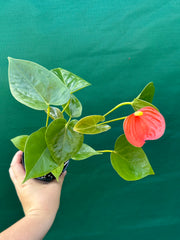 Anthurium NOID 2 NEW