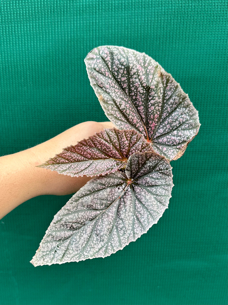 Begonia ‘Maurice Amey’