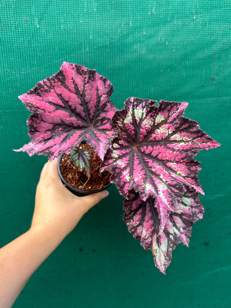 Begonia NOID 37