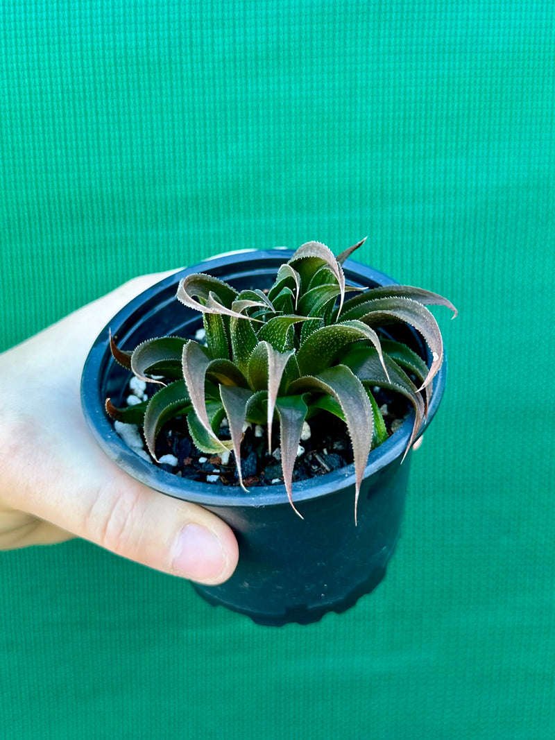 Haworthia Hybrid CV ‘Sandpaper’ NEW