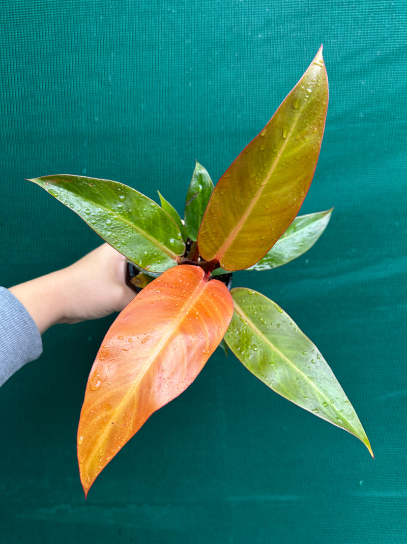 Philodendron ‘Sun Red’