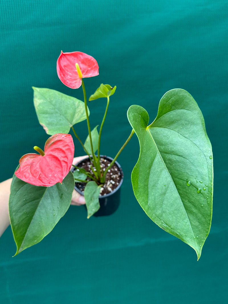 Anthurium NOID 4 NEW