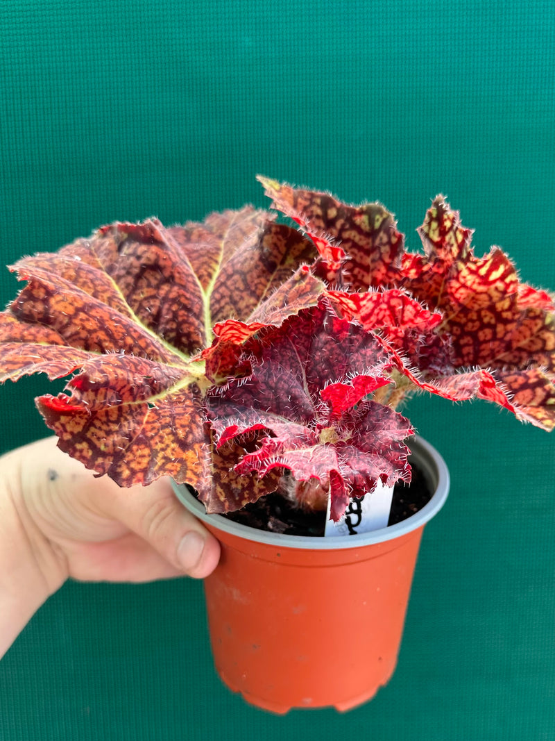 Begonia ‘Fireball’ NEW