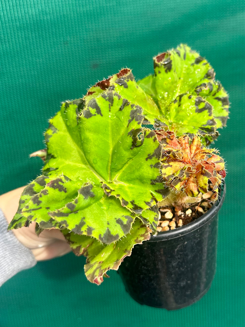 Begonia ‘Russet Queen’