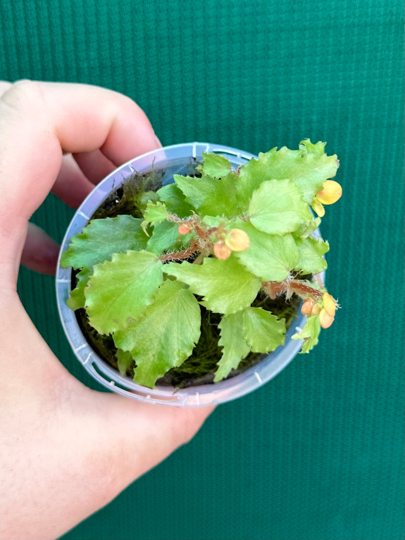 Begonia prismatorcarpa