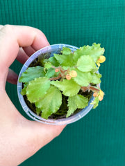 Begonia prismatorcarpa