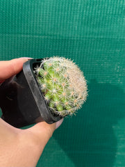 Mammillaria candida