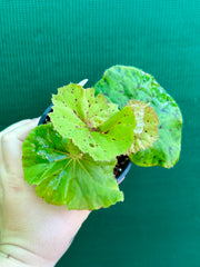 Begonia ‘Wild Oats’