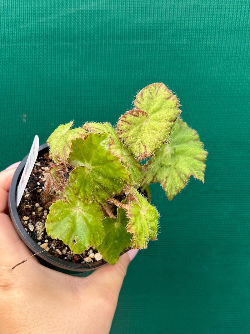 Begonia ‘Golden Topaz’ NEW