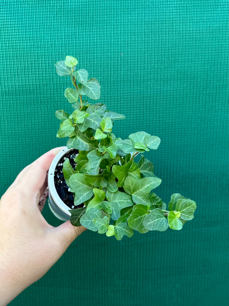 Hedera Ivy ‘My Heart’