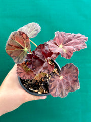 Begonia ‘Meteor’ NEW