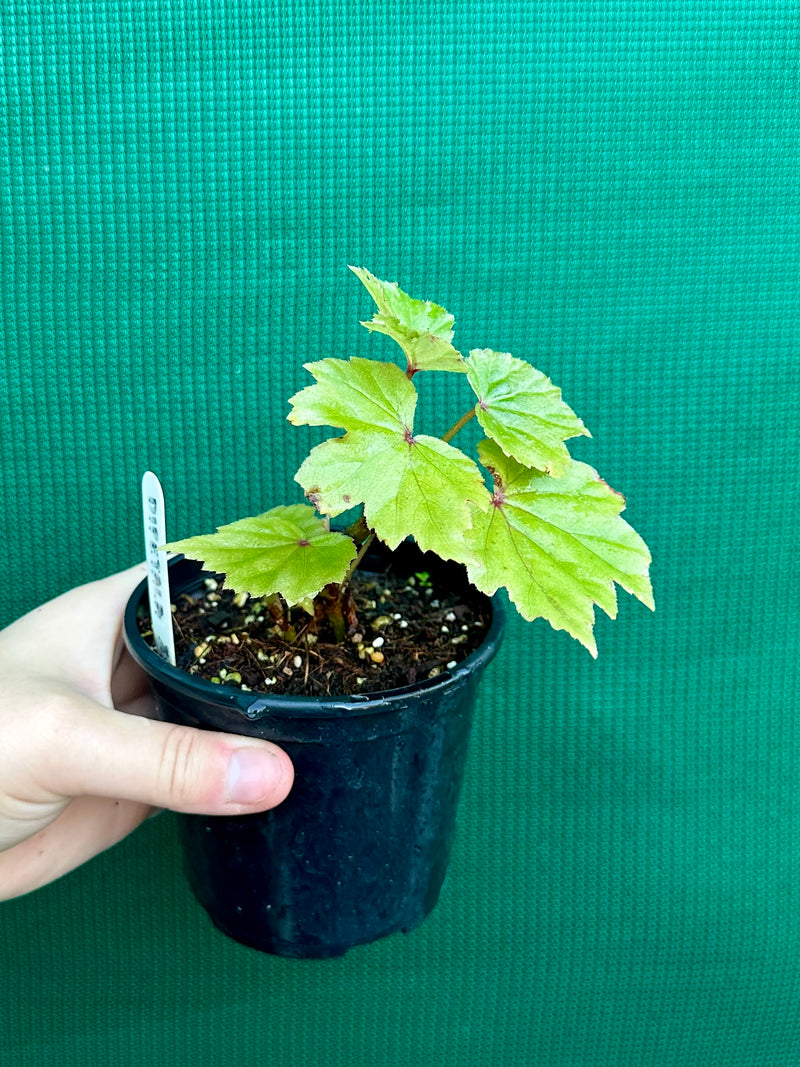 Begonia dipetala x. NEW