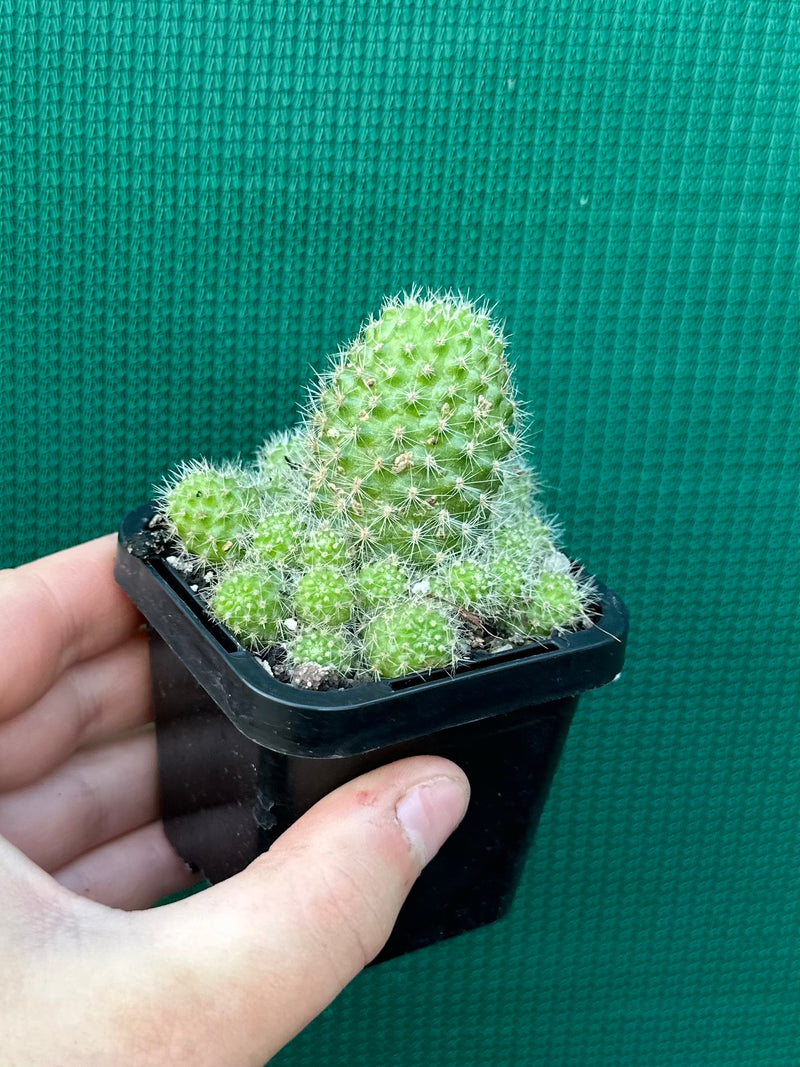 Rebutia pulvinosa (orange)