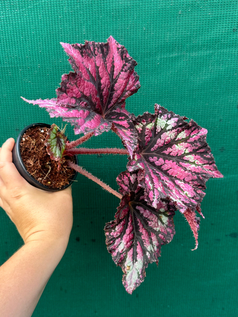 Begonia NOID 37