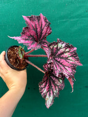 Begonia NOID 37 NEW