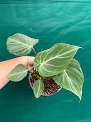 Philodendron ‘Gloriosum’