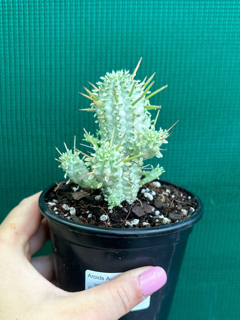 Euphorbia mammillaris variegata ‘Albino Corn Cob’