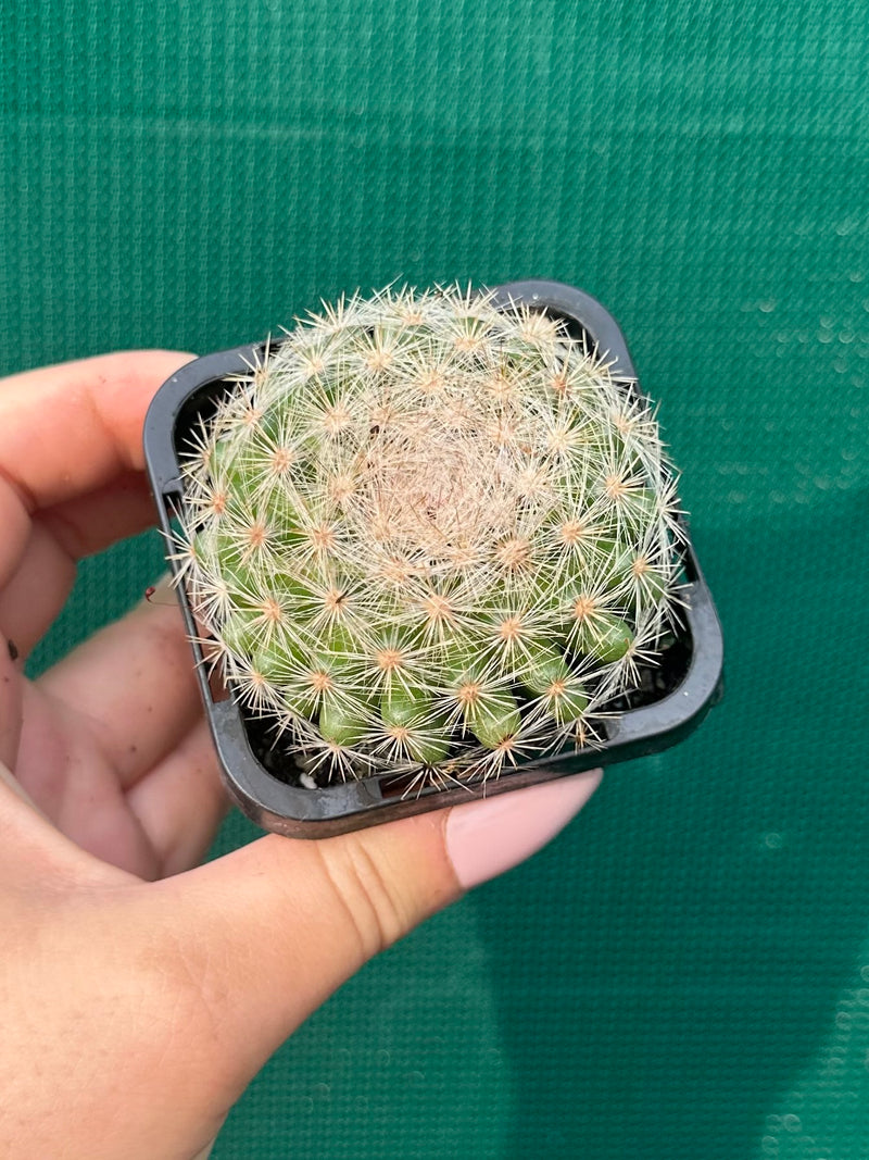 Mammillaria candida