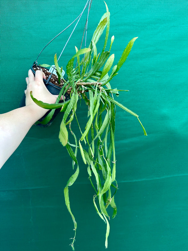 Disocactus Nelsonii Mexico NEW