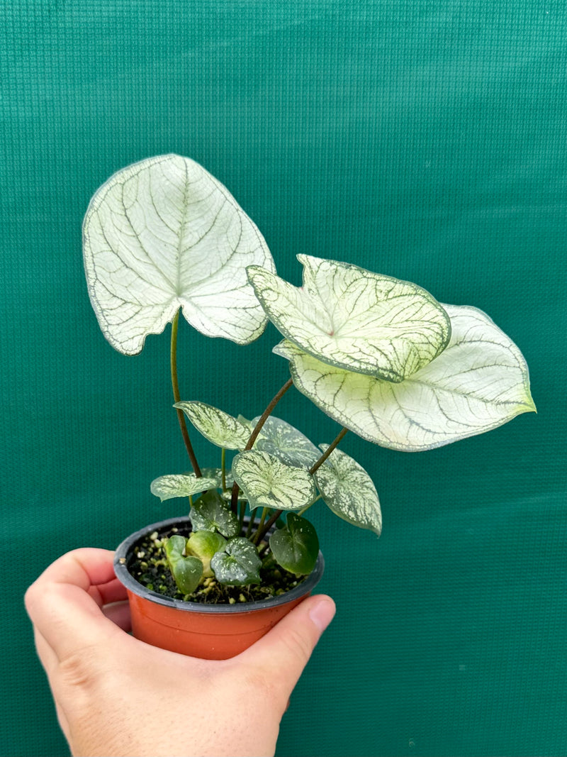 Caladium ‘Rudy’ NEW