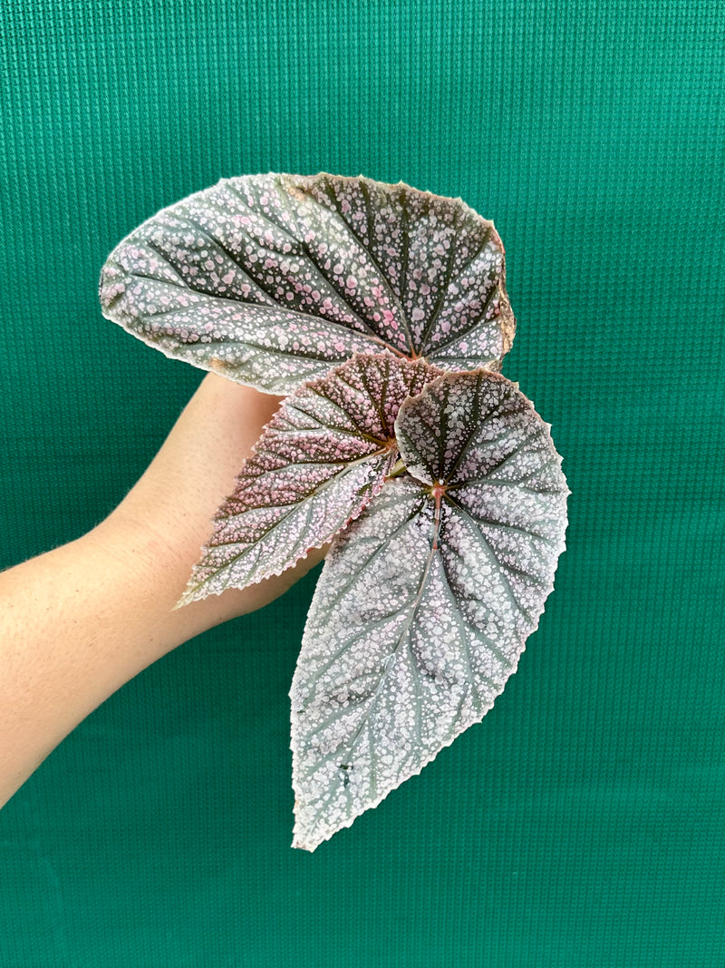 Begonia ‘Maurice Amey’