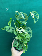 Monstera ‘Adansonii’ Variegated Albo NEW