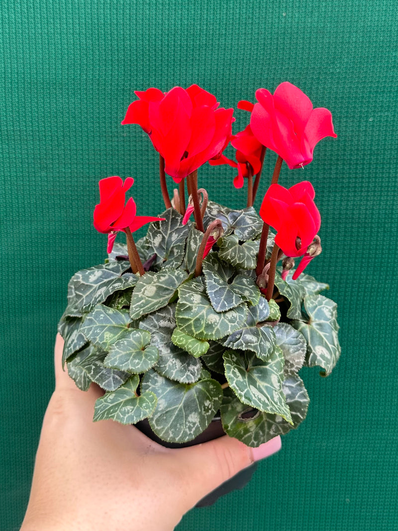 Cyclamen ‘Mammoth Red’ NEW