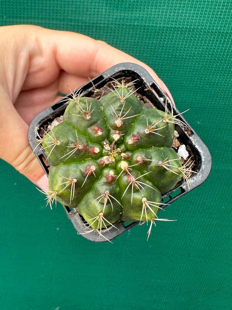 Glymnocalycium