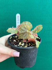 Begonia NOID 7