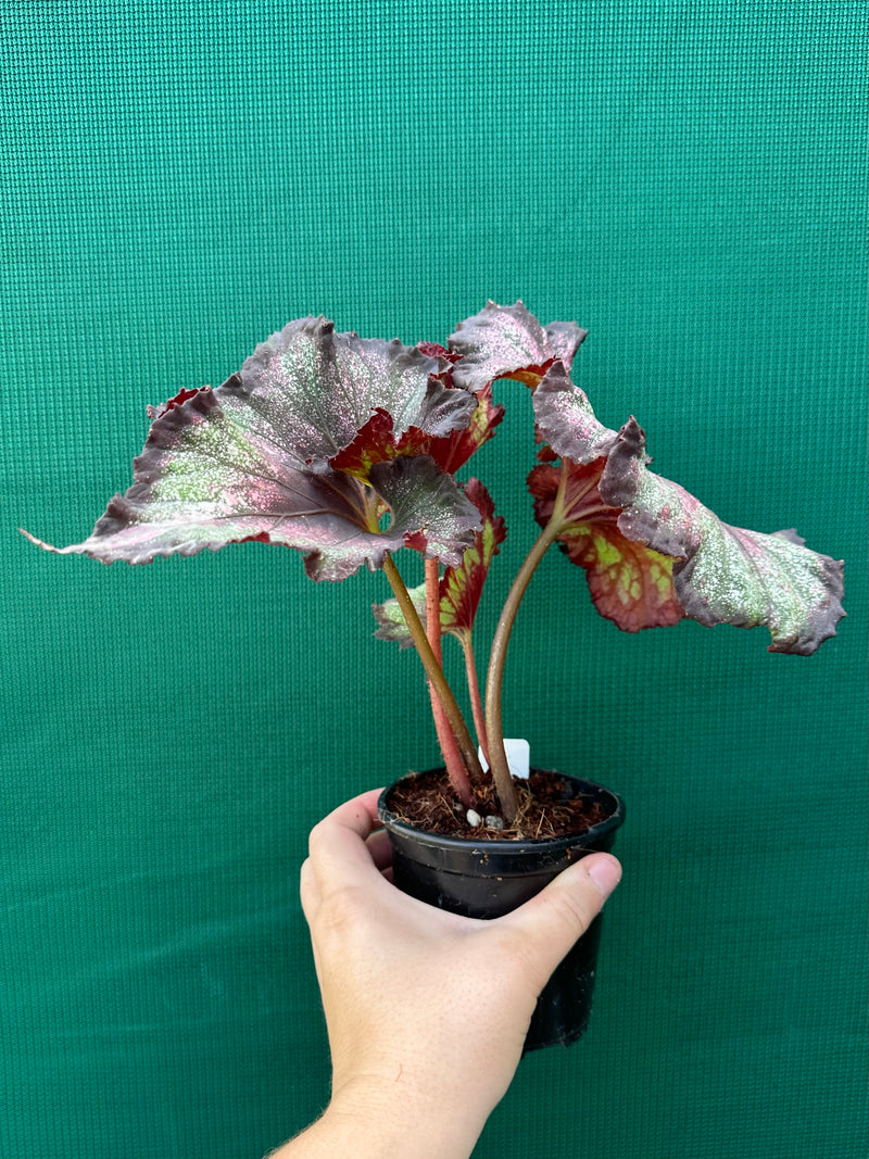 Begonia NOID 12 NEW