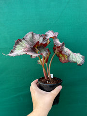 Begonia NOID 12 NEW