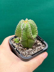 Euphorbia anoplia NEW