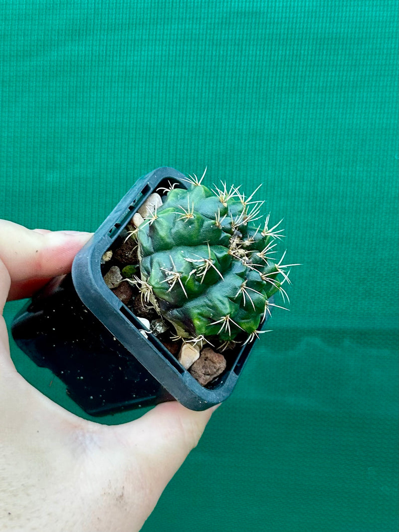 Gymnocalycium