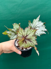 Begonia NOID 65 NEW